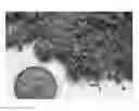 Fig. 01 - Materials suitable as substitutes for peat mosses and processes and apparatus therefor