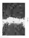 Fig. 09 - Materials suitable as substitutes for peat mosses and processes and apparatus therefor