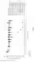 Fig. 02 - Oligomer-amino acid conjugates