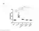 Fig. 07 - Inhibitors of lysine gingipain