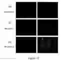 Fig. 11 - Superoleophobic and/or superhydrophobic material, process for preparing same and applications thereof