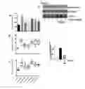 Fig. 02 - Galactoside inhibitor of galectins