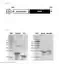 Fig. 03 - Mussel-inspired bioactive surface coating composition generating silica nanoparticles
