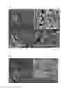 Fig. 04 - Mussel-inspired bioactive surface coating composition generating silica nanoparticles