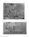 Fig. 05 - Mussel-inspired bioactive surface coating composition generating silica nanoparticles