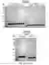 Fig. 09 - CHLOROTOXIN CONJUGATES AND METHODS OF USE THEREOF