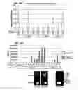 Fig. 16 - CHLOROTOXIN CONJUGATES AND METHODS OF USE THEREOF