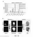 Fig. 24 - CHLOROTOXIN CONJUGATES AND METHODS OF USE THEREOF