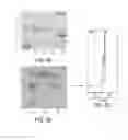 Fig. 04 - Method of inhibiting C5 cleavage