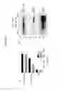 Fig. 46 - Codon optimized IL-15 and IL-15R-alpha genes for expression in mammalian cells