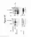 Fig. 48 - Codon optimized IL-15 and IL-15R-alpha genes for expression in mammalian cells