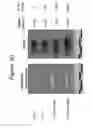 Fig. 51 - Codon optimized IL-15 and IL-15R-alpha genes for expression in mammalian cells