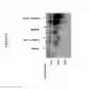 Fig. 52 - Codon optimized IL-15 and IL-15R-alpha genes for expression in mammalian cells