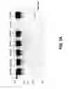 Fig. 05 - COMPOSITIONS AND METHODS OF TREATING DISEASE WITH FGFR FUSION PROTEINS