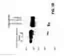 Fig. 06 - COMPOSITIONS AND METHODS OF TREATING DISEASE WITH FGFR FUSION PROTEINS