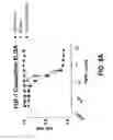 Fig. 13 - COMPOSITIONS AND METHODS OF TREATING DISEASE WITH FGFR FUSION PROTEINS