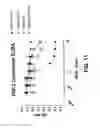 Fig. 17 - COMPOSITIONS AND METHODS OF TREATING DISEASE WITH FGFR FUSION PROTEINS