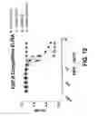 Fig. 18 - COMPOSITIONS AND METHODS OF TREATING DISEASE WITH FGFR FUSION PROTEINS