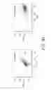 Fig. 07 - GLIOBLASTOMA MULTIFORME-REACTIVE ANTIBODIES AND METHODS OF USE THEREOF