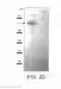 Fig. 09 - GLIOBLASTOMA MULTIFORME-REACTIVE ANTIBODIES AND METHODS OF USE THEREOF
