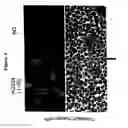 Fig. 06 - ANTIBODIES DIRECTED AGAINST AMYLOID-BETA PEPTIDE AND METHODS USING SAME