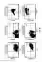 Fig. 08 - B7-H1, A NOVEL IMMUNOREGULATORY MOLECULE