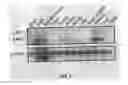 Fig. 06 - B7-H1, A NOVEL IMMUNOREGULATORY MOLECULE