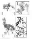 Fig. 23 - Anti-HER2 antibodies and immunoconjugates
