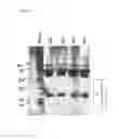 Fig. 07 - Antibodies to MASP-2