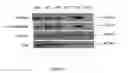 Fig. 06 - PC33718E