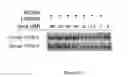 Fig. 20 - PC33718E
