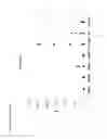 Fig. 21 - ANTI-CD38 HUMAN ANTIBODIES AND USES THEREOF