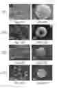 Fig. 13 - Nanofibrous spongy microspheres
