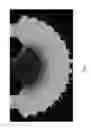 Fig. 06 - Engineering of a novel breast tumor microenvironment on a microfluidic chip
