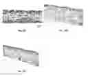 Fig. 26 - Engineered renal tissues, arrays thereof, and methods of making the same
