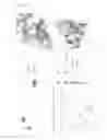 Fig. 19 - Enzymes