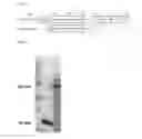 Fig. 02 - Recombinant cellulase and use thereof
