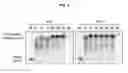Fig. 07 - Modified polymerases for replication of threose nucleic acids
