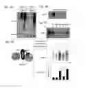 Fig. 03 - Screening assay for identification of poly(ADP-ribose) polymerase 1 inhibitors