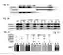 Fig. 04 - Screening assay for identification of poly(ADP-ribose) polymerase 1 inhibitors