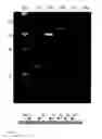 Fig. 17 - Methods for multiplexing recombinase polymerase amplification