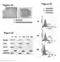 Fig. 02 - Composition for detecting undifferentiated human pluripotent stem cell, monoclonal antibody 6-1 and use thereof