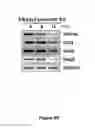 Fig. 14 - Composition for detecting undifferentiated human pluripotent stem cell, monoclonal antibody 6-1 and use thereof