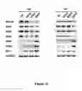Fig. 15 - Composition for detecting undifferentiated human pluripotent stem cell, monoclonal antibody 6-1 and use thereof