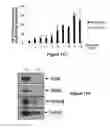 Fig. 17 - Composition for detecting undifferentiated human pluripotent stem cell, monoclonal antibody 6-1 and use thereof