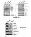 Fig. 19 - Composition for detecting undifferentiated human pluripotent stem cell, monoclonal antibody 6-1 and use thereof