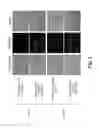 Fig. 03 - APTAMER SPECIFIC TO COLORECTAL CANCER CELL AND APPLICATION THEREOF