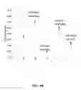 Fig. 09 - System and method for detection of mercury