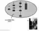 Fig. 01 - Assay supports comprising a peg support, said support attached from a peg solution in cloud point (theta solvent) conditions