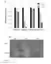 Fig. 26 - Assay supports comprising a peg support, said support attached from a peg solution in cloud point (theta solvent) conditions